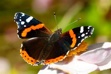 Red Admiral Butterfly Free Stock Photo - Public Domain Pictures