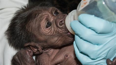 Baby Gorillas Are Just Like Us, Kind Of - ABC News