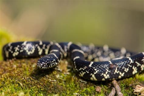 Kingsnake mange Copperhead dans une vidéo choquante tournée en Alabama ...