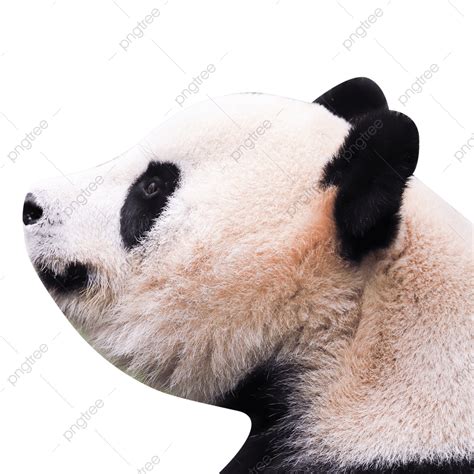 Little Panda Hd Transparent, Little Panda Playing, Panda, Rare Animal ...