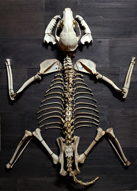 raccoon skeleton I mounted : r/bonecollecting