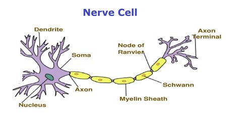 nerve cell diagrams – Charts