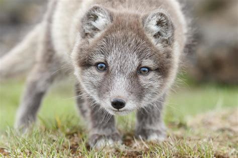 Young playful arctic fox cub 2854251 Stock Photo at Vecteezy