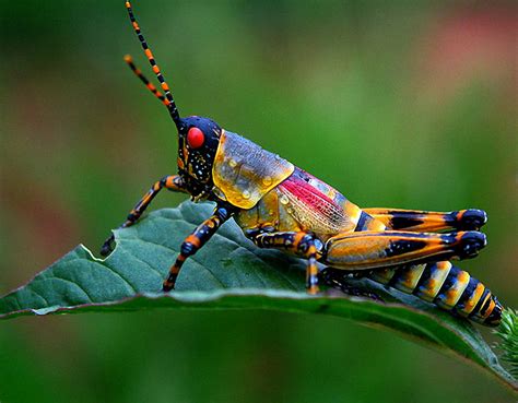 Top 10 Macro Photographs of Insects - Just Amazing Things