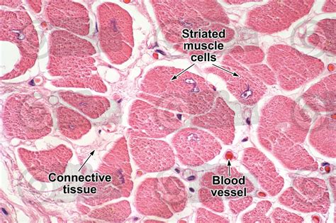 Cardiac Muscle Cells Under Microscope