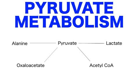 Pyruvate Pathways & Metabolism - YouTube