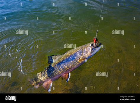 arctic char fishing Stock Photo - Alamy