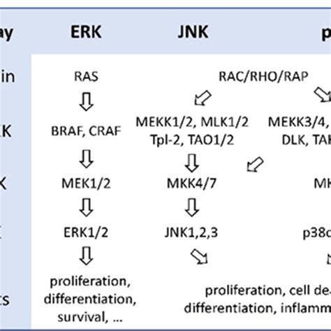 (PDF) Targeting MAPK Signaling in Cancer: Mechanisms of Drug Resistance ...