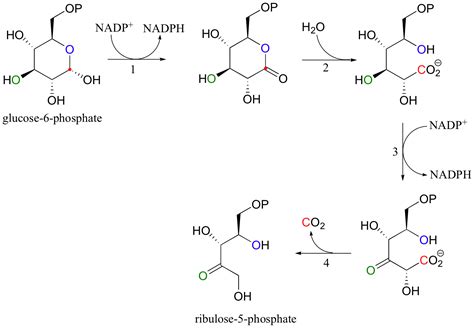 16.7: NAD(P)H, FADH2 and metabolism - a second look - Chemistry LibreTexts