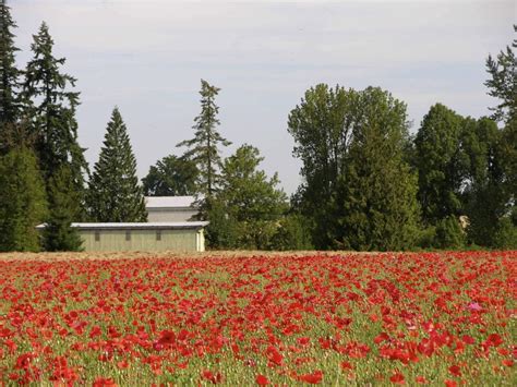 Farm fields of flowers | A Traveling Gardener