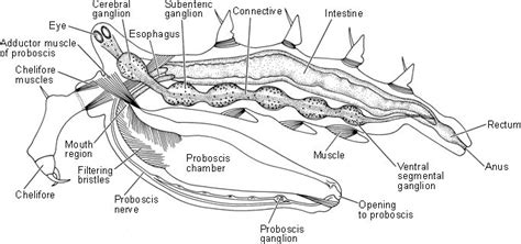 Sea Spiders (Pycnogonida) | SpringerLink