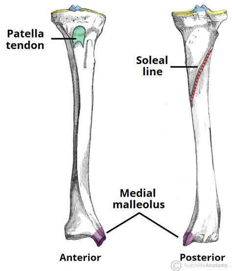 Tibial Spines Anatomy - Anatomical Charts & Posters