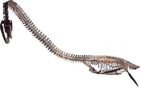 10 Facts About Elasmosaurus, Ancient Marine Reptile