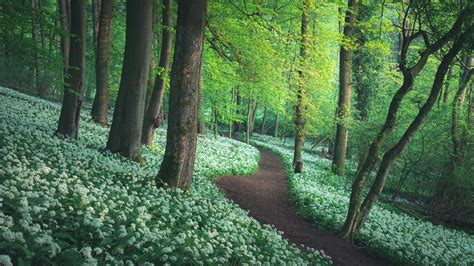 Forest Greenery Path Between Flowers HD Nature Wallpapers | HD ...