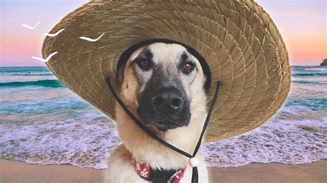 Beachwear for Barkers: Finding the Perfect Dog Beach Hat