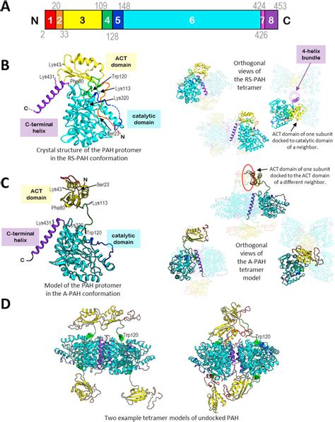 The structures of phenylalanine hydroxylase (PAH). (A) The domain ...