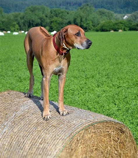 Rhodesian Ridgeback - Temperament, Lifespan, Shedding, Puppy