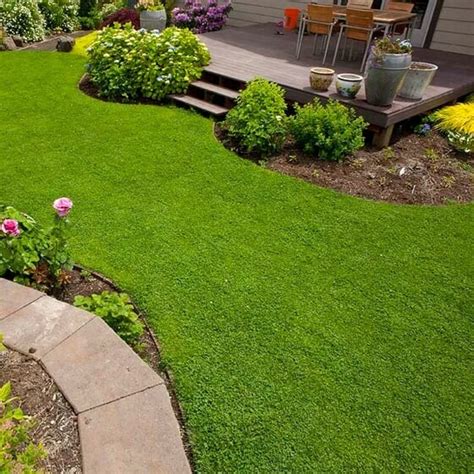 Micro-clover Lawn Pros and Cons