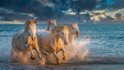 White Horses Are Running On Beach With Background Of Blue Sea And ...