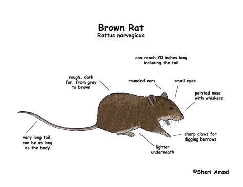 Rat (Brown)