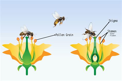 How Do Bees Help Flowers With Pollination at Kelly Howard blog