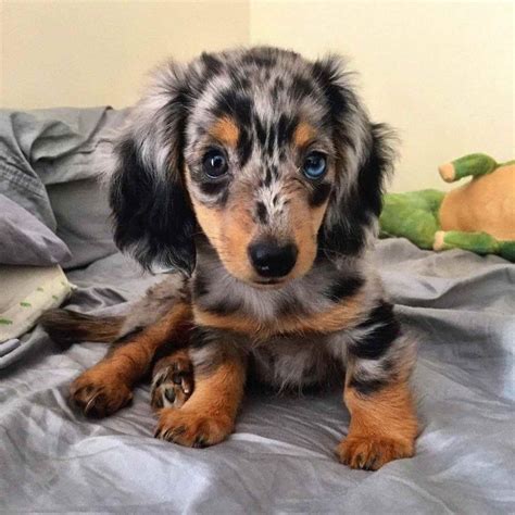 Dapple Mini Dachshund