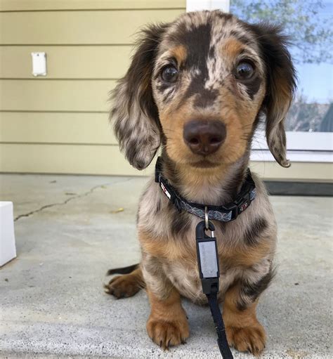 39+ Long Haired Dachshund Breeder Picture - Bleumoonproductions