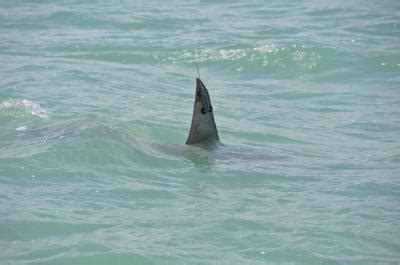 University of Miami scientists track great hammerhead shark migration ...