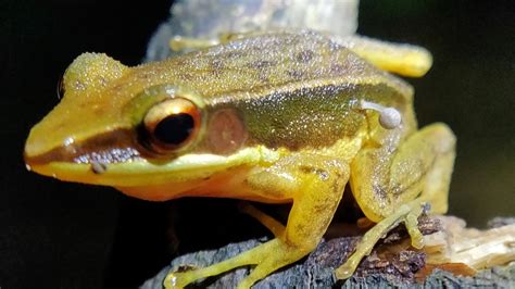 In India, a Frog has a Mushroom Growing from its Body - Verve times