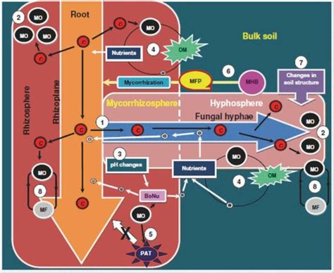 1 Schematic representation of different types of activities occurring ...