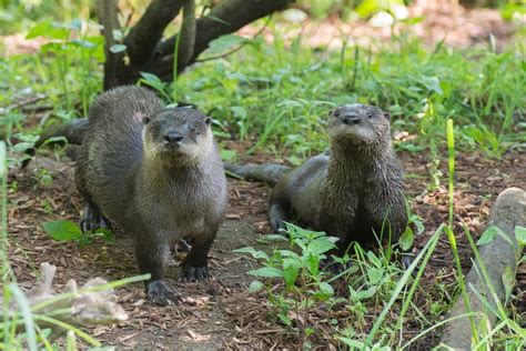 PHOTOS: Baby River Otter Debuts at the Prospect Park Zoo - Prospect ...