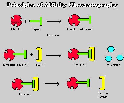 Procedure (after Janeway and Travers 1997,and Stryer 1995)