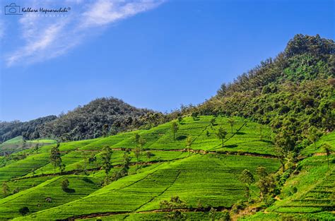 Tea Plantations in Nuwara-Eliya, Sri Lanka (Ceylon) - a photo on Flickriver