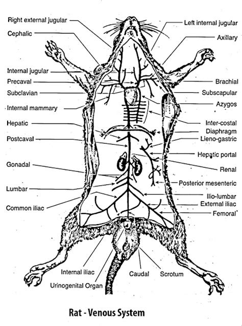 B. Sc. - II Animal Diversity- IV (Old) : Study of rat- DEMONSTRATION OF ...