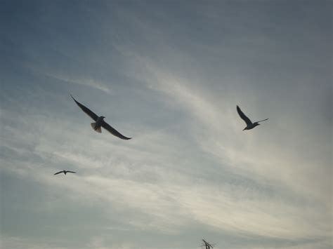 Free photo: Flying Seagulls - Animal, Bird, Flying - Free Download - Jooinn