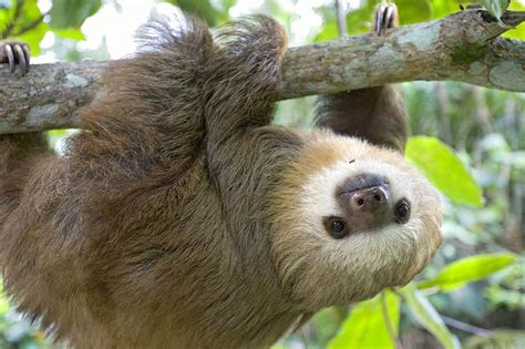 Hoffmann's Two-toed Sloth | Mayan Baests | Pinterest | Sloth, Animal ...