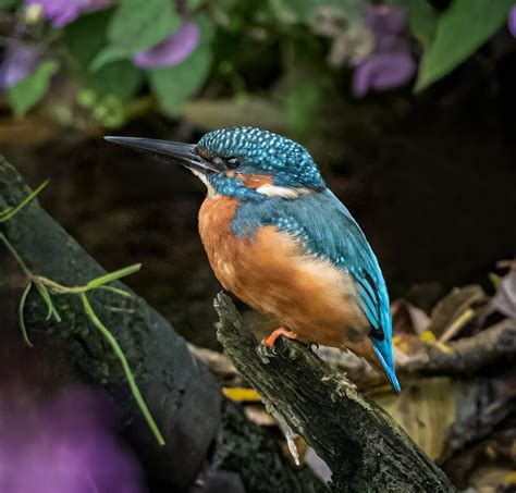 Common Kingfisher - Owen Deutsch Photography