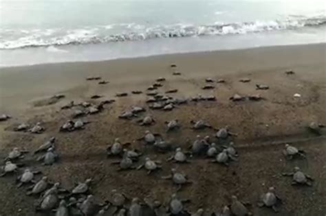 WATCH: Pawikan hatchlings released in Batangas | ABS-CBN News