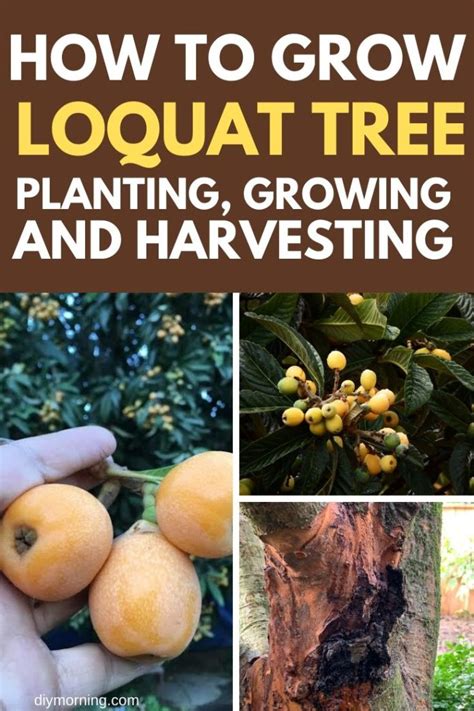 How to Grow a Loquat Tree: Planting, Growing and Harvesting