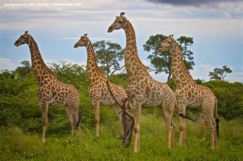 Seeing Quadruple? Discovering Four Giraffe Species | African Wildlife ...