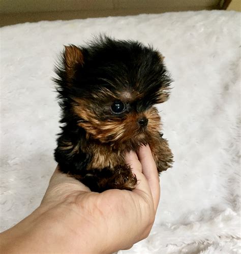 Extreme Micro Teacup Yorkie Puppy for Sale! Los angeles breeder ...