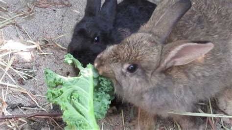 Mammals Feeding Young - Pets Lovers