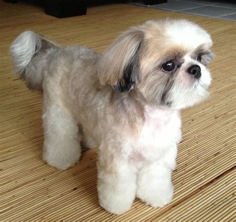 Shih Tzu Puppy Cut