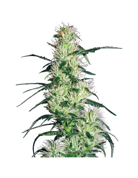 Buy White Label Seeds Purple Haze - Cannabis Seeds