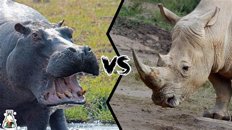 HIPPOPOTAMUS VS RHINOCEROS - Who Would Win A Fight? - YouTube