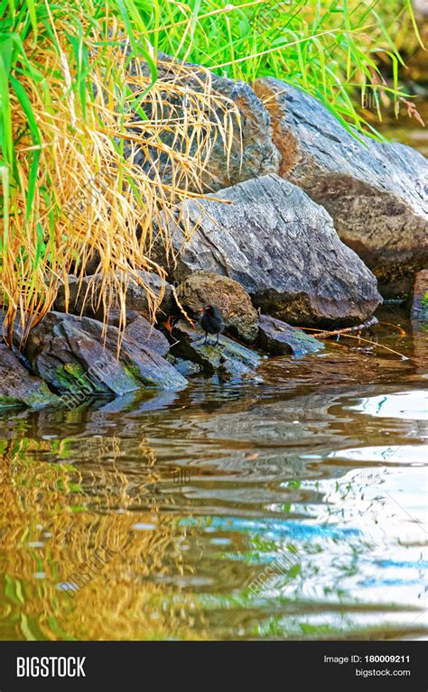 Reflection Water Pond Image & Photo (Free Trial) | Bigstock