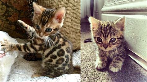 10 REASONS WHY PEOPLE LOVE BENGAL KITTENS