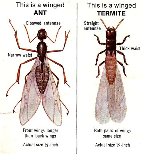 Termites - Termite Mound Thermoregulation