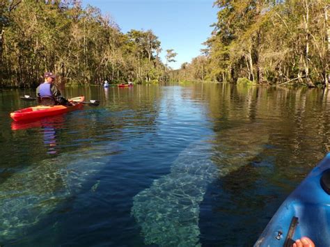 Silver Springs Wildlife Experience Full River & Picnic Kayak Tour ...