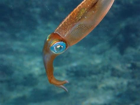 Caribbean reef squid | About Sepioteuthis sepioidea - Snorkel Things